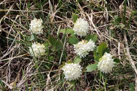 Image result for Thymelaeaceae