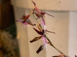 Image result for Bulbophyllum saltatorium