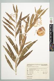 Image result for Gomphocarpus fruticosus