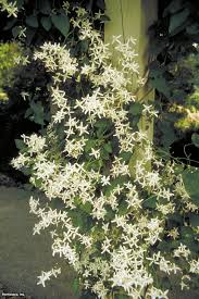 How to grow a clematis. Sweet Autumn Clematis Growing And Pruning Hgtv