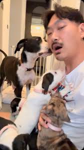 One of the benefits of Foster care. They love me! 행복해 보이는것 같지만 사실은 공격 당하는중  #임보 #fostercare #댕댕이 #puppies #rspca