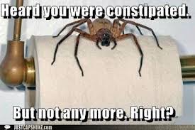Oh He S Funny Spiders Funny Spiders Scary Funny Captions