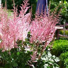 Mighty Pip Astilbe Shade Perennials Planting Flowers Pink Perennials