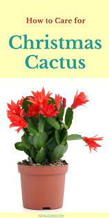 How To Care For Holiday Cactus Aka Christmas Thanksgiving And Easter Cactus Natalie Linda Holiday Cactus Christmas Cactus Christmas Plants
