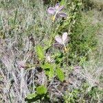 Image result for Hibiscus meyeri