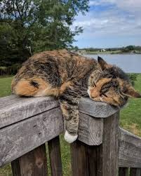 This calculator will give you a rough estimate of cats' age to human years. Oc Primrose The Cat Sleeps On A Tree Trunk River Flowing Under It Dragonflies In 2020 Beautiful Cats Funny Animal Memes Cats