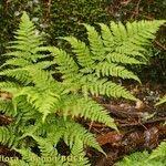 Image result for Arachniodes webbiana