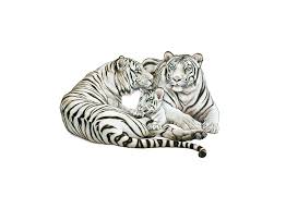 Choose from 490+ white tiger graphic resources and download in the form of png, eps, ai or psd. White Tiger Family Drawing By Salmoneggs