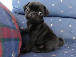 Pug Puppies For Sale Nsw Zoe Fans Blog Cute German Shepherd Puppies Puggle Puppies Pug Puppies For Sale