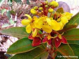 Image result for Acridocarpus natalitius
