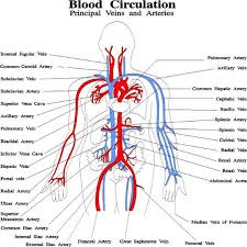 The blood pressure at the moment of relaxation of the heart is the diastolic pressure; Human Body Arteries And Veins Know It All