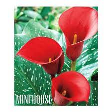 Bunga calla lily merupakan bunga yang sangat indah dengan ciri khas bentuk corong tegak ke atas. Umbi Lily Calla Red Shopee Indonesia