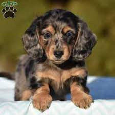 Wondering if you should adopt a mini dachshund puppy? Dachshund Puppies For Sale Greenfield Puppies