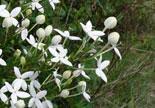 Image result for Bouvardia longiflora