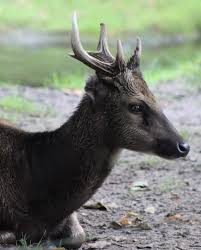 Check spelling or type a new query. Visayan Spotted Deer Zoochat