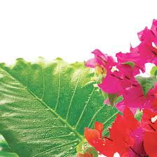 | this wooden walkway leads through the swamp to the suwanee river. How To Grow Warm Weather Plants In A North Florida Yard Tallahassee Magazine