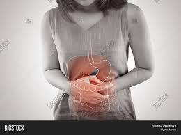 No need to register, buy now! Photo Internal Organs Image Photo Free Trial Bigstock