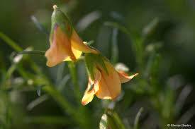 Image result for Hermannia eenii