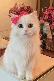 pin by senay dogan on cats pretty cats cute cats cute animals