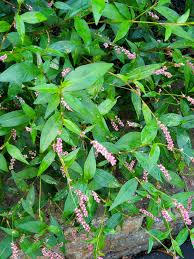 Image result for Persicaria decipiens