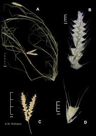 Image result for Tetrapogon tenellus