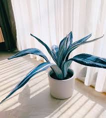 Image result for Sansevieria nilotica