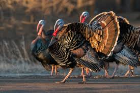 Wild turkey poults are very mobile, even within 24 hours of hatching, and show a preference for selecting habitats which have recently been burned. Wild Turkey Audubon Field Guide