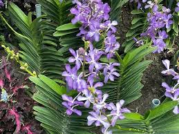 Image result for Vanda coerulea
