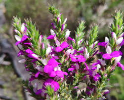 Image result for Muraltia