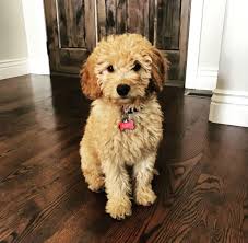 We did not find results for: Pin By Tami Allred Talbot On Timbercreekdoodles Goldendoodle Puppy For Sale Mini Goldendoodle Puppies Goldendoodle Puppy