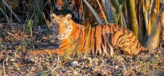 Forest Means Fear': Tiger Attacks in the Sundarbans | Global Health NOW