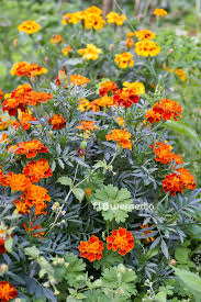 Image result for Tagetes erecta