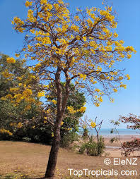 Image result for Handroanthus chrysotrichus