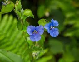 Image result for Commelina reptans