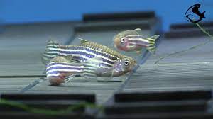 Breeding Zebra Danios Youtube
