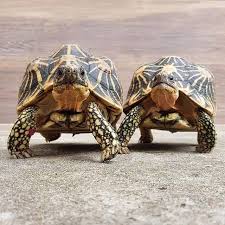 With that being said, size can vary based on gender and what area the tortoise is native to. Indian Star Tortoises Home Facebook