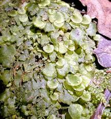 Image result for Didymoglossum