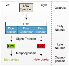 12 week study with viewers guide. Jcdd Free Full Text Vertebrate Left Right Asymmetry What Can Nodal Cascade Gene Expression Patterns Tell Us