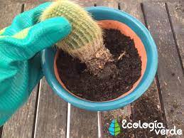 Las personas pueden hacer cientos si no miles de dólares vendiendo cactus, si son de una especie que está en alta demanda y no es nativa de ese país. Trasplantar Un Cactus Como Y Cuando Hacerlo Guia Y Video