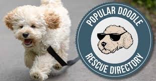 Maybe you would like to learn more about one of these? Maltipoo Rescue Directory Top 10 Legit Adoption Organizations