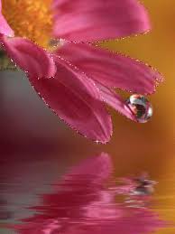 Search, discover and share your favorite nature gifs. Flower Nature Wallpaper Gif