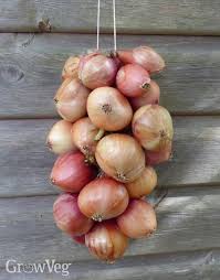 What to do with onions from the garden. How To Harvest And Store Onions