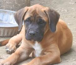 Iowa view/post mastiff dogs for adoption in iowa on rescue me! English Mastiff Puppy For Sale For Sale In Coatesville Pennsylvania Classified Americanlisted Com