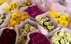 Bunga krisan ini memiliki banyak sekali jenisnya, salah satunya adalah chrysanthemum koreanum. Arti Dan Makna Bunga Krisan Bibitbunga Com