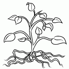 We have collected 40+ parts of a plant coloring page images of various designs for you to. Parts Of A Plant Coloring Page Coloring Pages For Kids And For Coloring Home