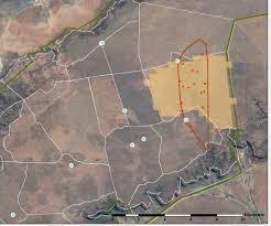 Image result for Panicum kalaharense