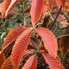 Image result for Aeollanthus neglectus