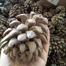 Berminat nak belajar tentang saham patuh syariah klik sini ==>> saham. Nenas Batu Mesir Cara Antara Khasiatnya 1 Mengecutkan Rahim Selepas Bersalin Sekaligus Menjadikan Ibu Ibu Awet Muda 2 Kalau Rajin Amal Tak Perlu Lagi Jamu Atau Majun Di Dalamnya Sudah Terkandung Berbagai Bagai