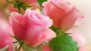 We hope you enjoy our growing collection of hd images to use as a background or home screen for your smartphone or computer. Awesome Rose Free Wallpaper Id 473296 For Laptop Pc