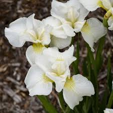 Here's a list popular plants that deer rarely or seldom severely damage. Photo Essay Extremely Cold Hardy Perennials Perennial Resource In 2021 Deer Proof Plants Deer Resistant Plants Rabbit Resistant Plants